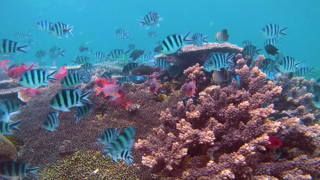 Récif corallien et poissons filmés en 4K par le Fifish V-EVO